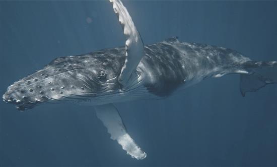 Big Media Licenses Original Documentary Leviathan: Whale and Man To Earthx